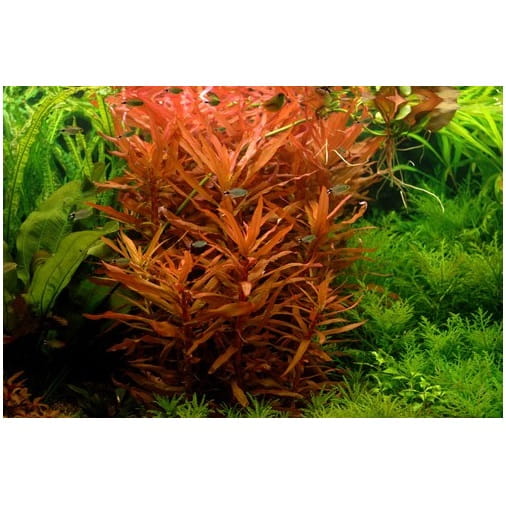 AMMANIA SENEGALSIS SENEGALSKA KOSZYK XXL ROŚLINA DO AKWARIUM